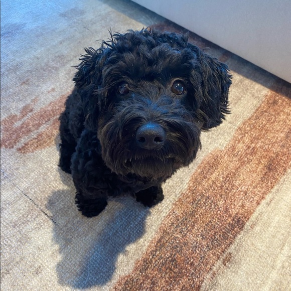 Meet your Posher, Maizy+Riley - Picture 6 of 12